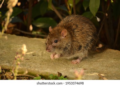 51 Confused Little Mouse Images, Stock Photos & Vectors 