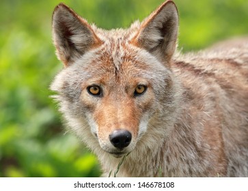 Face Of Coyote 