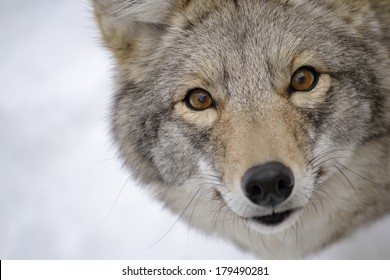 Coyote Eyes Images Stock Photos Vectors Shutterstock