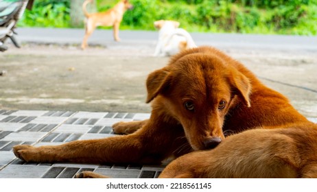 Face Of A Cute Brown Dog Relaxing Outside Looking At The Camera