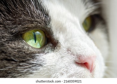 The Face Of A Cute Cat With Wide Eyes, Close-up.