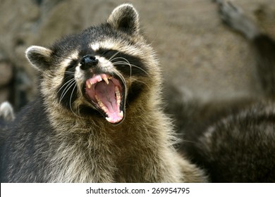 Face Of Cute Raccoon Open Mouth Action