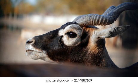 Face of deer with horn close up