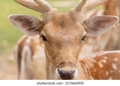 The face of a deer with horns seen in a garden in Thailand
