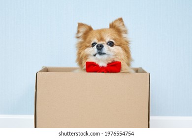 The face of a disgruntled red dog of the German Spitz breed in a red bow tie sitting in a cardboard box. The dog doesn't want to move