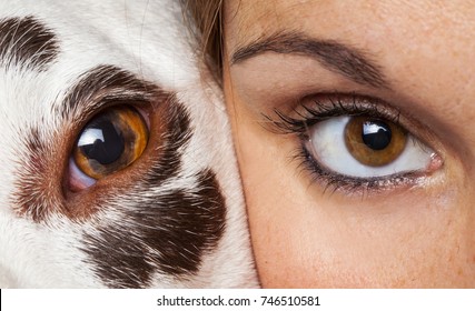 Face To Face With Dog And Human Eye