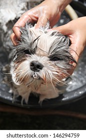 Face of the dog While in the bath and cleaning.