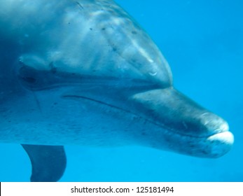 4,314 Dolphin eye Images, Stock Photos & Vectors | Shutterstock