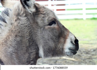 The face of a donkey
