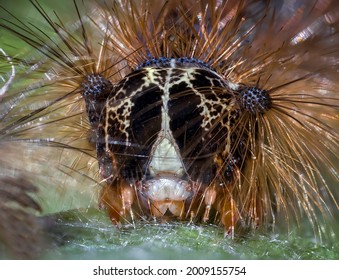 The Face Of A European Gypsy Moth Caterpillar