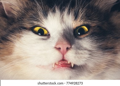 Face Of The Evil Cat