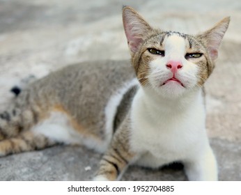 Chat Grimace Images Photos Et Images Vectorielles De Stock Shutterstock