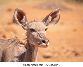 Face Of Female Kudu Antelope With Large Ears