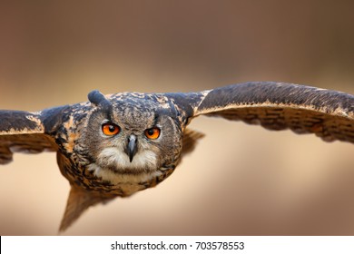 Face flying bird with open wings on grassy meadow. Eurasian Eagle Owl, Bubo bubo, animal with big orange eyes. Nature habitat in Norway.