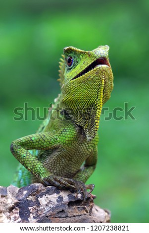 Similar – Image, Stock Photo Colorful Chin Exotic