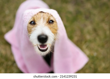 Face Of A Funny Furry Happy Smiling Dog With Towel After Bath. Pet Care And Grooming.