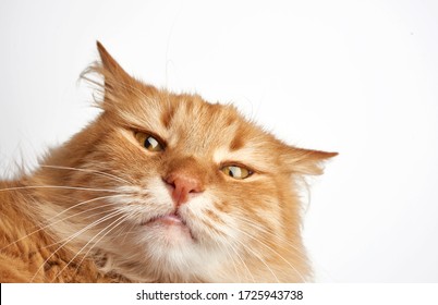 Funny Cat Faces High Res Stock Images Shutterstock