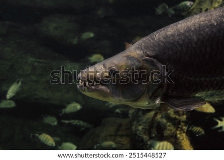 Face of goliath tigerfish side view close-up. Predatory fanged ray-finned fish.