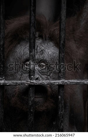 Face of gorilla