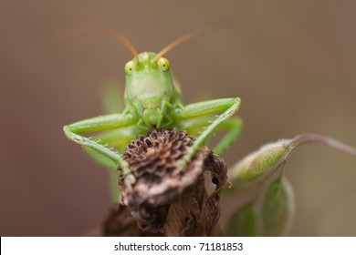 Face To Face With A Grasshopper