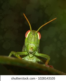 The Face Of A Grasshopper Macro