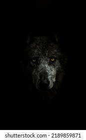 A Face Of A Gray Wolf In Darkness