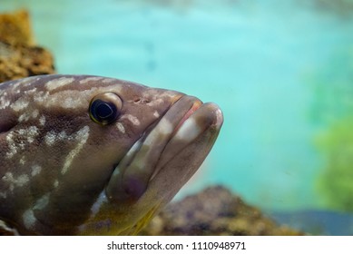 The Face Of A Grouper (Subfamily Epinephelinae)