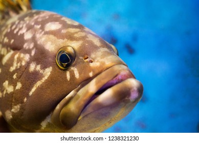 The Face Of A Grouper (Subfamily Epinephelinae)