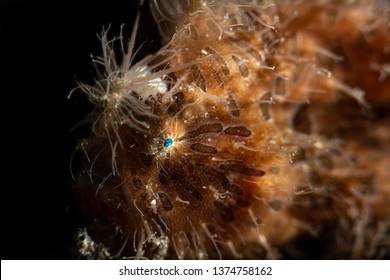 The Face Of A Hairy Frog Fish