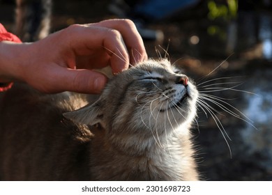 The face of a happy cat with closed eyes being stroked by a man's hand