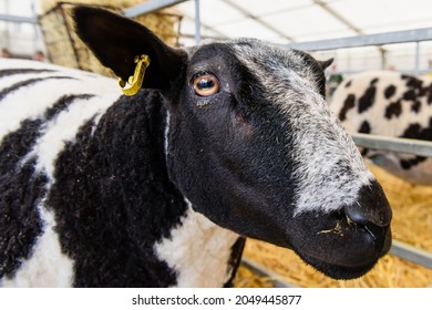 Face Of A Jacob Sheep