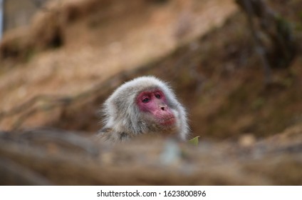The face of a Japanese Macaque monkey (also known as a snow monkey) peeks out from behind an out of focus log at the Arashiyama monkey park in Kyoto, Japan