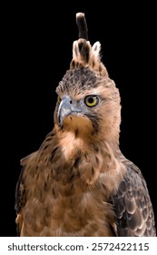 The face of an Javan hawk eagle	