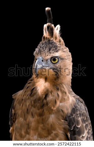 The face of an Javan hawk eagle	