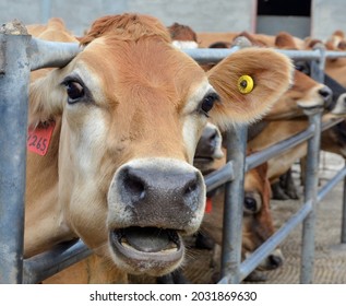 The Face Of A Jersey Cow