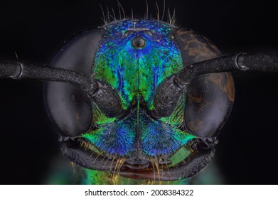 Face Of A Jewel Wasp Ampulex Compressa