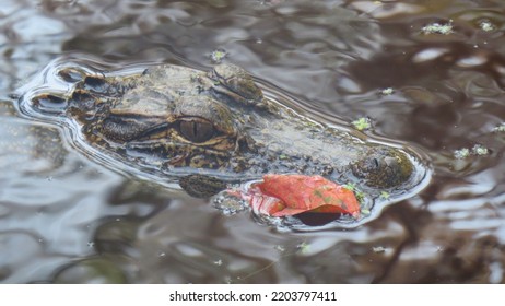 Face Of Juvenile Alligator Peeking From Water Of Blackwater Swamp; Moncks Corner, South Carolina.