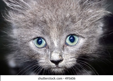 face of kitten