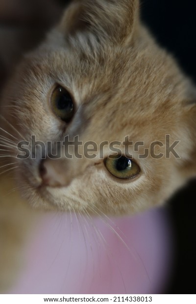 3 Gatitos Tiernos Bilder Arkivfotografier Og Vektorer Shutterstock 9827