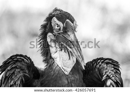 Similar – Image, Stock Photo the crow Beautiful Zoo