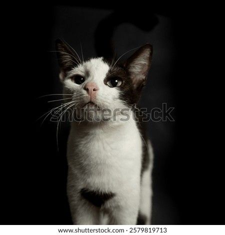  cat’s face, looking attentively at a diagonal angle, is colored white with a black patch in the middle and has both ears black. Its long white whiskers are visible, and he is staring focus