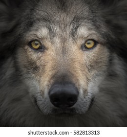 Face To Face Meeting With Strong Grey Wolf Staring Head Canis Lupus. Close Up Portrait Of Wolf Head With Gazing Eyes. Creative Detail Photography Scene Of Fairy Tail Animal With Secret Life In Pack.