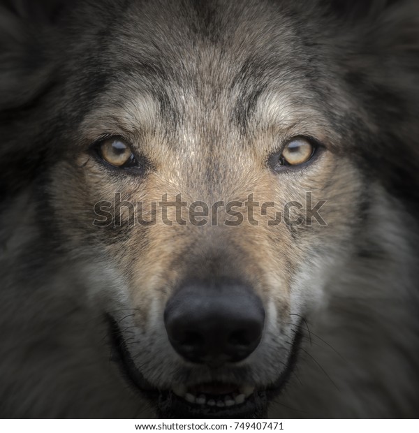 強い灰色の狼の頭を見つめるカニス ループスと顔を突き合わせる 狼の頭のポートレートを目を見つめて接写 おとぎ話のしっぽ動物のクリエイティブなディテール写真シーンと秘密の生活が詰め込まれた の写真素材 今すぐ編集