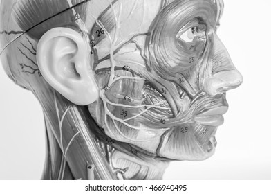  Face Muscle Anatomy With Black And White Color