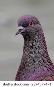 face of pigeon so cool - Shutterstock ID 2394579471