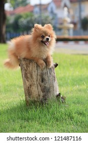 face of pomeranian dog in home garden