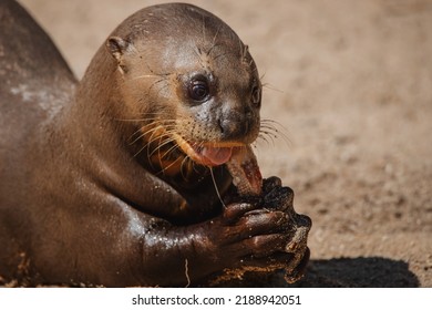 Face Portrait Of An Adult Giant Otter Eating Fish Under The Sunlight