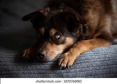 Face portrait of a blind diabetic dog relaxed on the bed at home