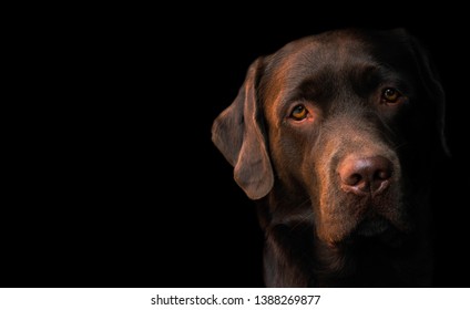 Face Portrait Of Brown Chocolate Labrador Retriever Dog Isolated On Black Background. Dog Face Close Up. Young Cute Adorable Brown Labrador Retriever.