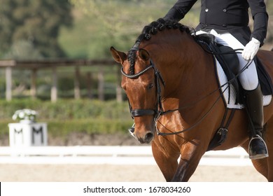 Face Portrait Of A Shiny Bay Spanish Horse In A Dressage Competition